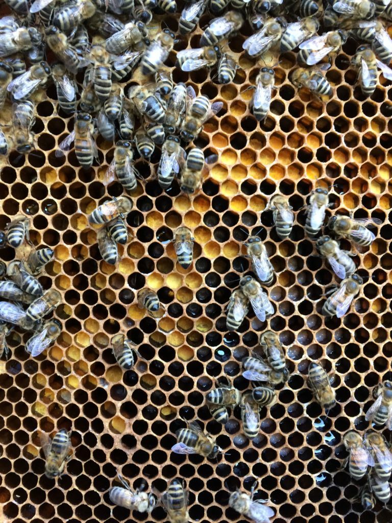 bienenwade