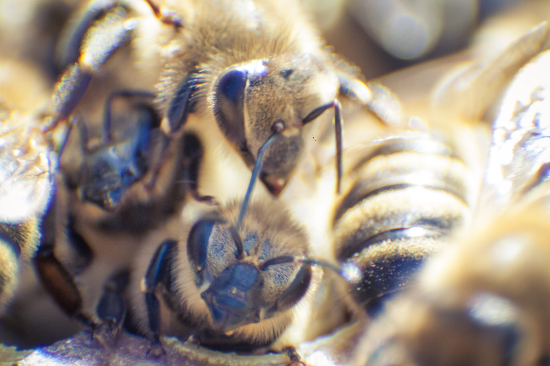 Bienen Olydorf 05042020-9987